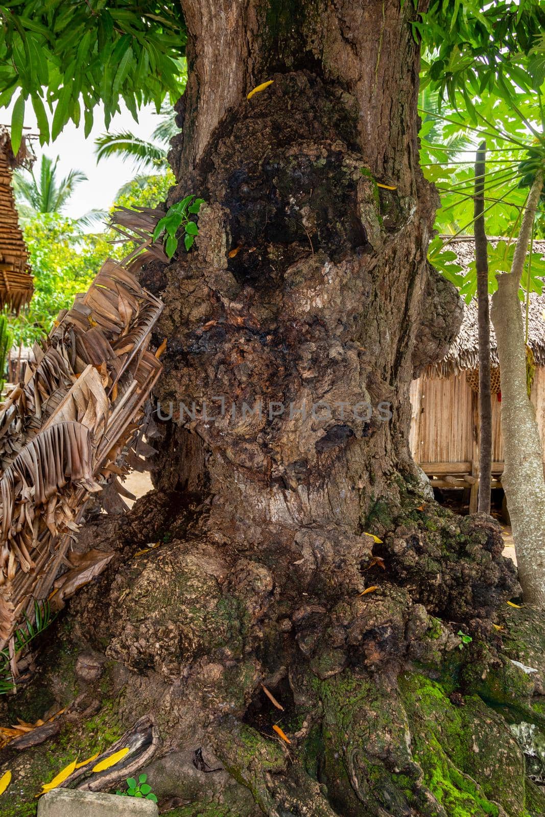 Unusual tree trunk at Lokobe nature strict reserve in Madagascar, Nosy Be, Africa