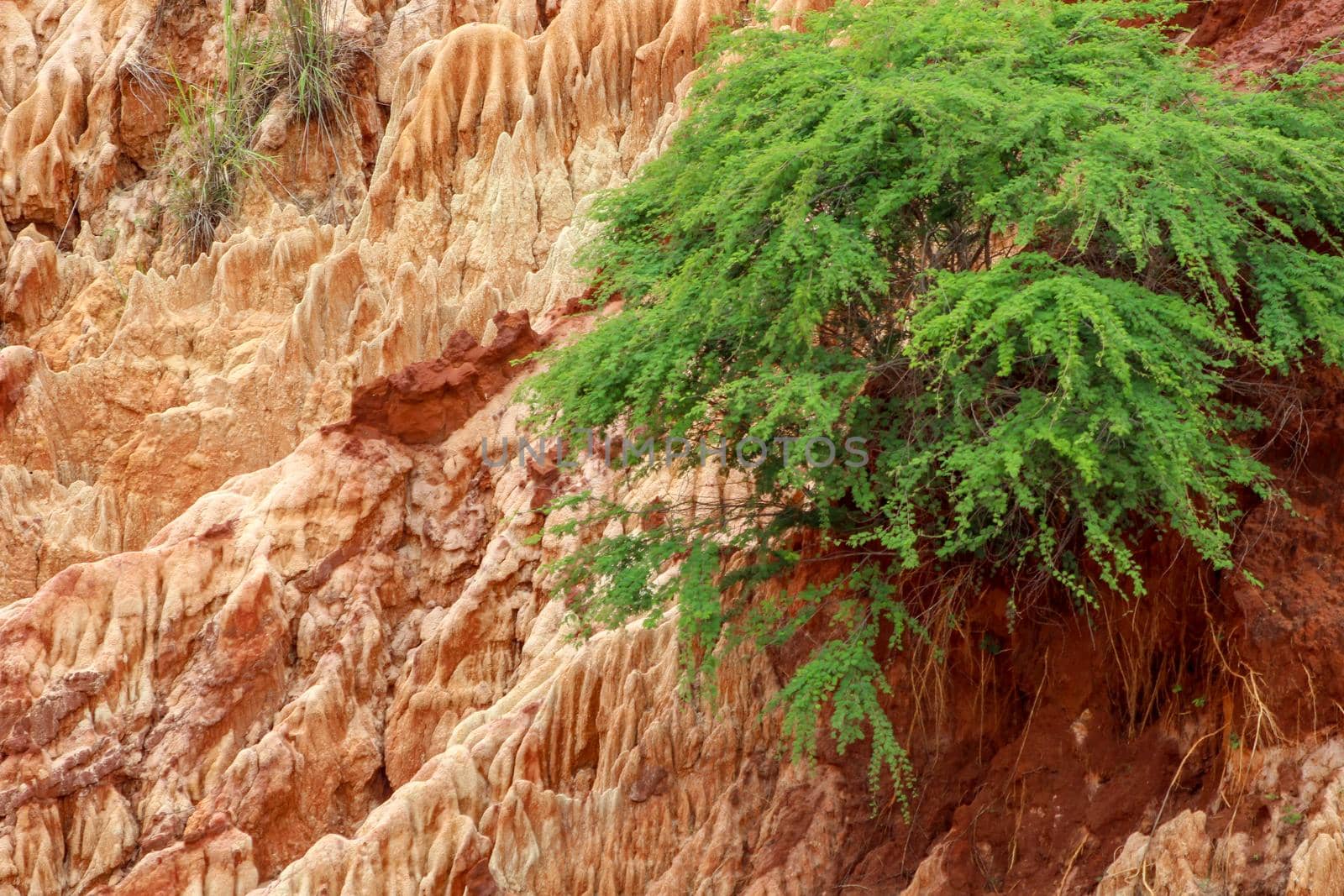 Red sandstone formations  and needles (Tsingys) in Tsingy Rouge Park in Madagascar, Africa