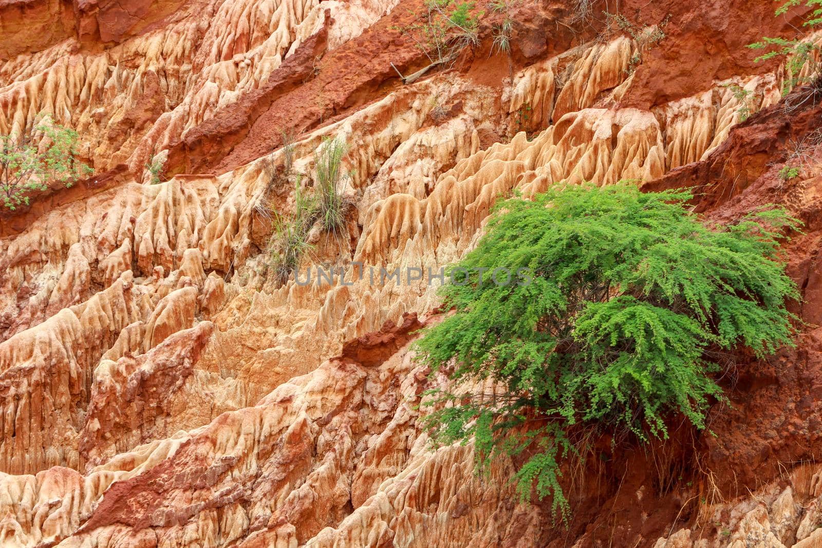 Red sandstone formations  and needles (Tsingys) in Tsingy Rouge Park in Madagascar, Africa