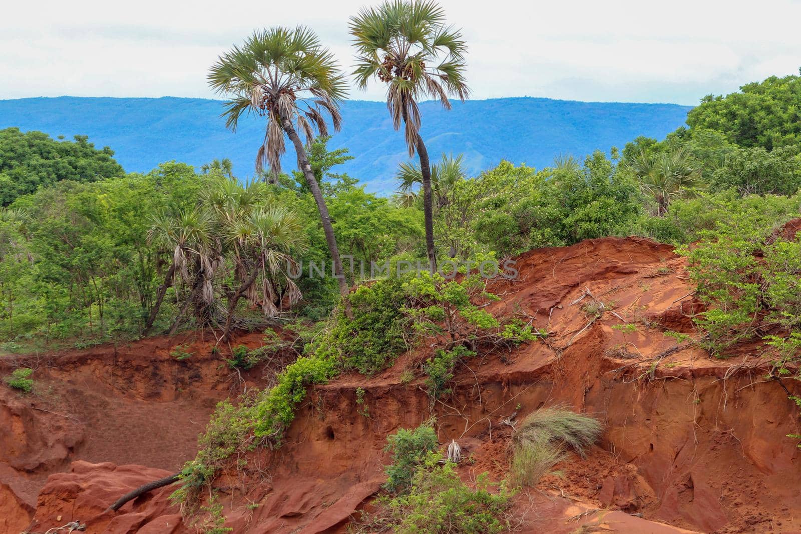 Red sandstone formations  and needles (Tsingys) in Tsingy Rouge Park in Madagascar, Africa