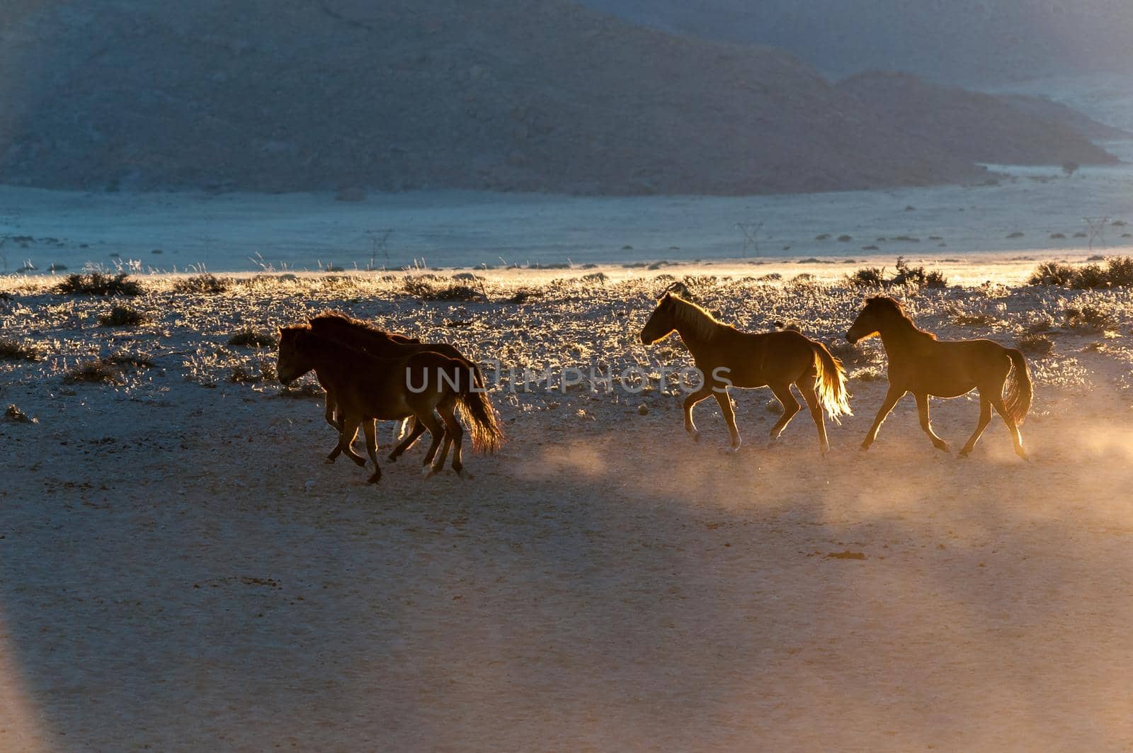 Wild horses of the Namib running at sunrise. Photo taken at Garub