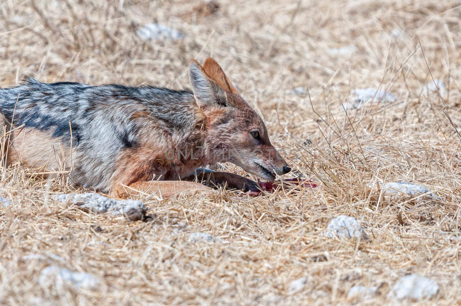 Black-backed jackal, Canis mesomelas, eating piece of meat by dpreezg