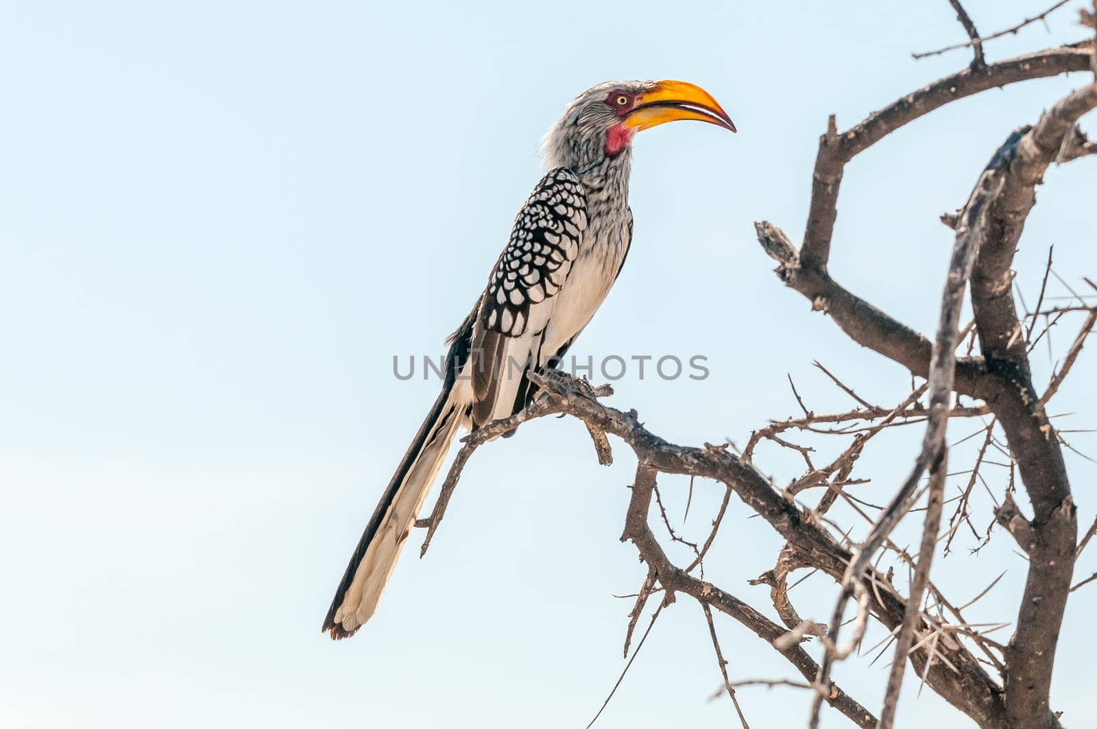 Southern Yellow-billed Hornbill on a branch in northern Namibia by dpreezg