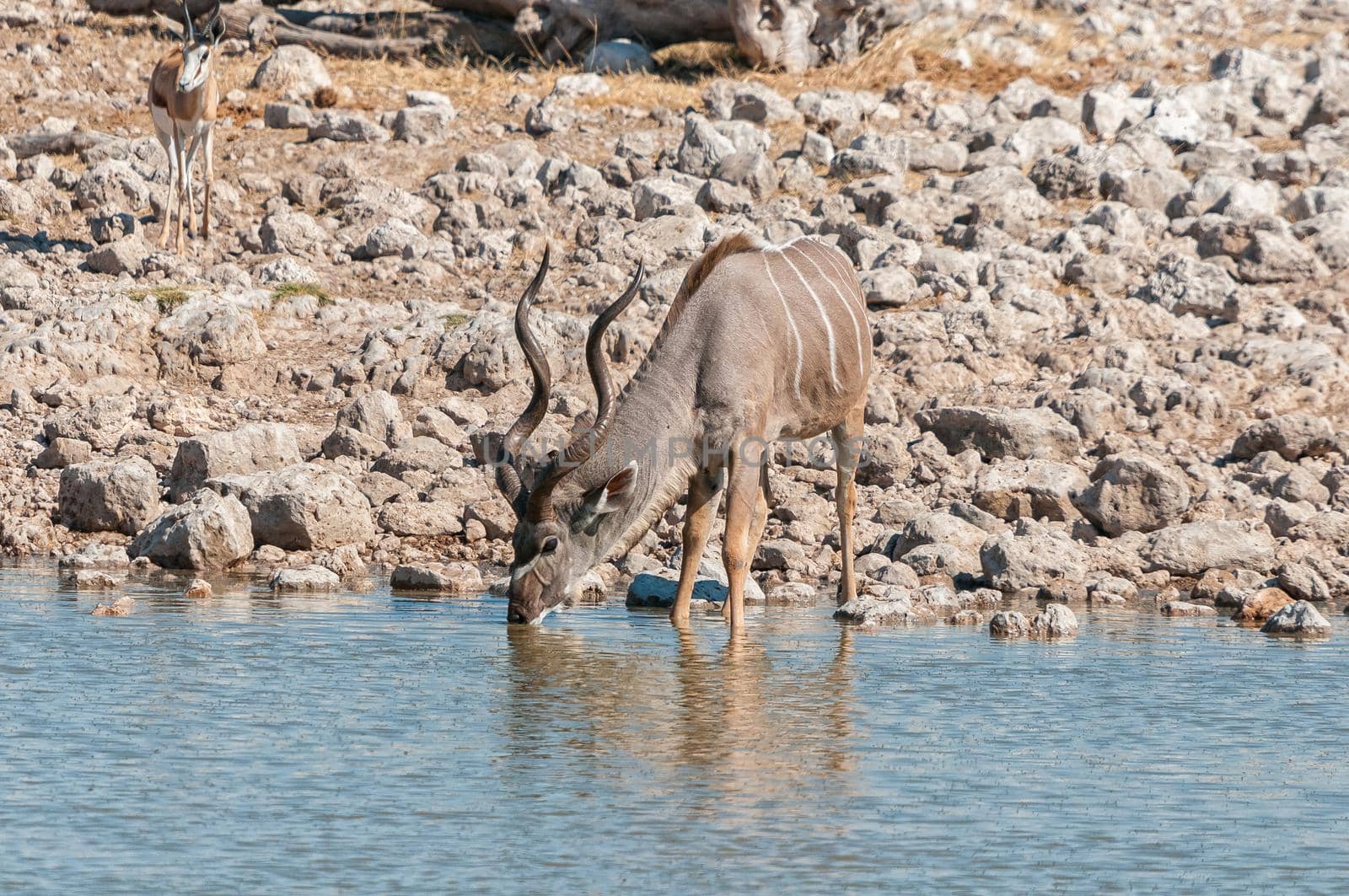 A male greater kudu, Tragelaphus strepsiceros, drinking water