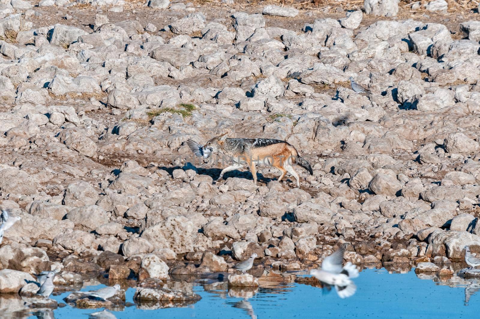 Black-backed jackal with its prey, a cape turtle dove by dpreezg