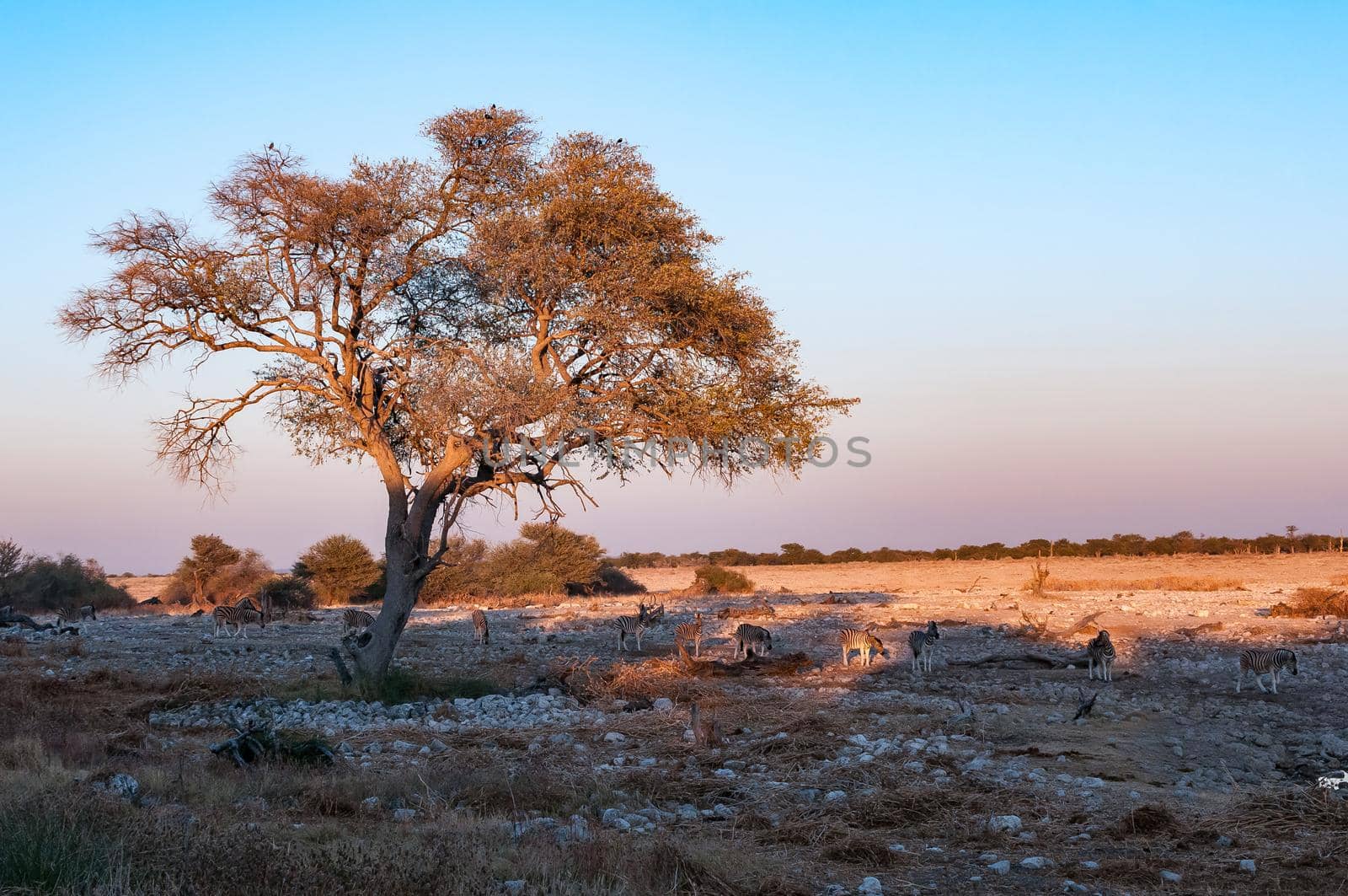 Burchells zebras walking past a large tree at sunrise in northern Namibia