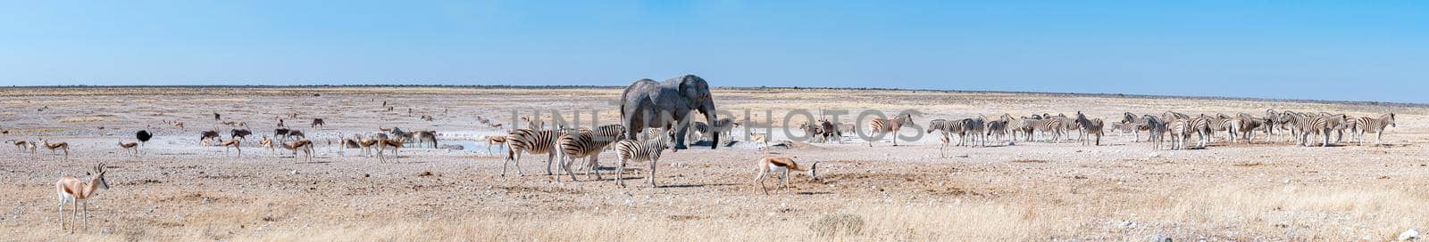 Panorama of an african elephant drinking water at the Nebrownii waterhole in northern Namibia. Burchells zebras, oryx, springbok and a male ostrich are visible