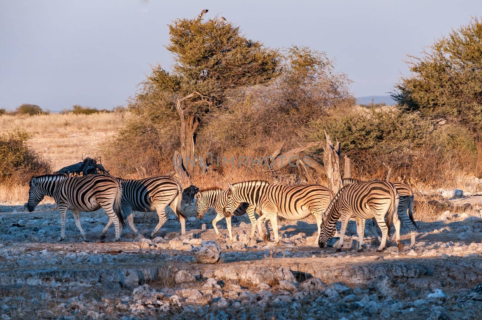 Burchells zebras, Equus quagga burchellii, walking at sunrise in northern Namibia