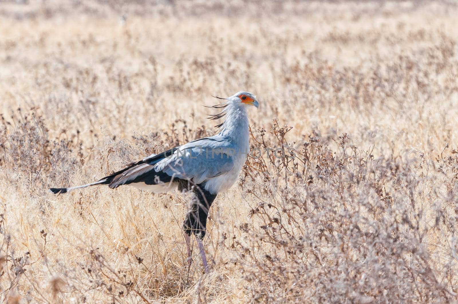 A Secretary Bird, Sagittarius serpentarius, on the ground and looking to the right in northern Namibia