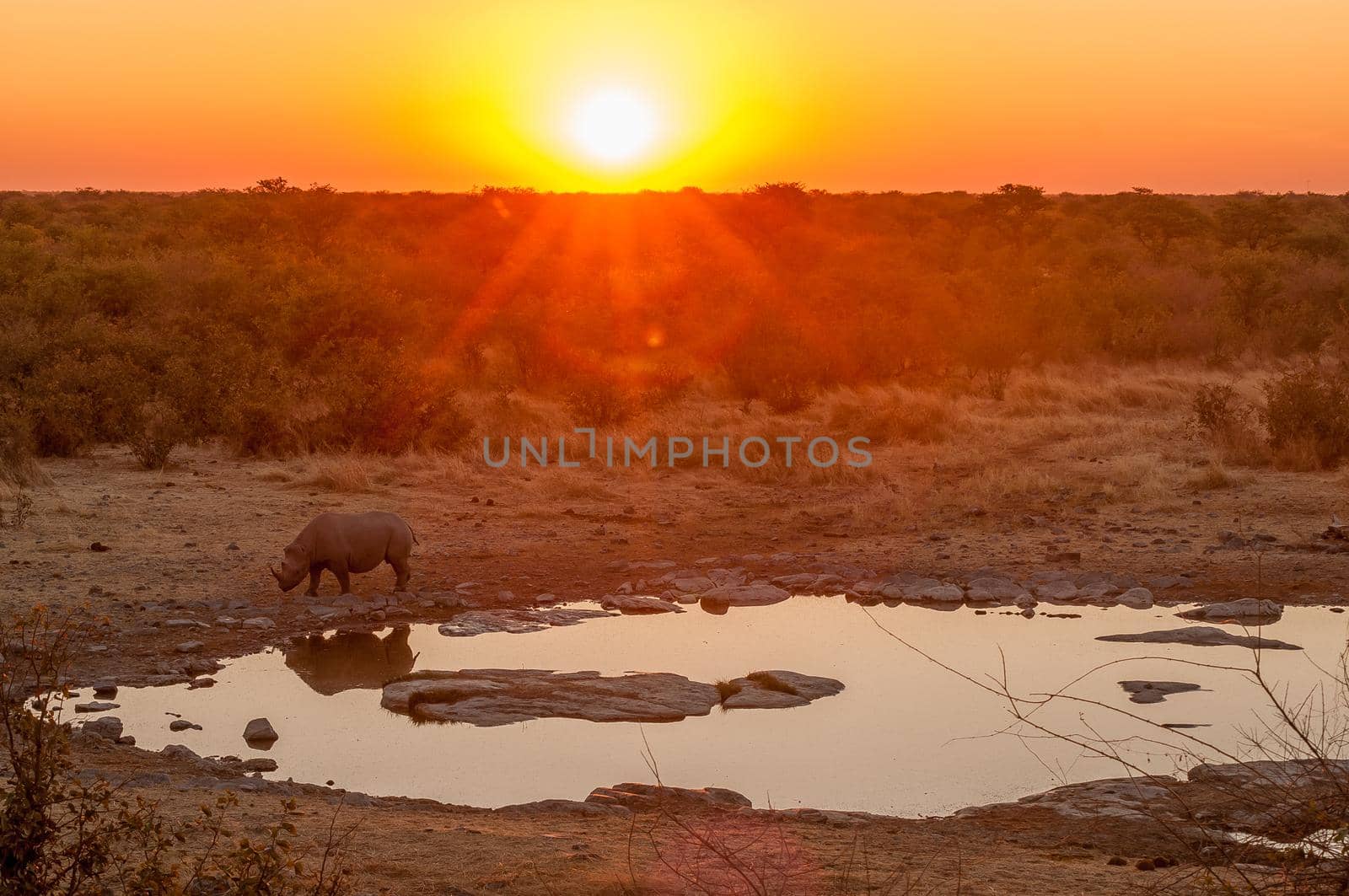 A black rhinoceros, browser, Diceros bicornis, with a sunset backdrop at a waterhole in northern Namibia