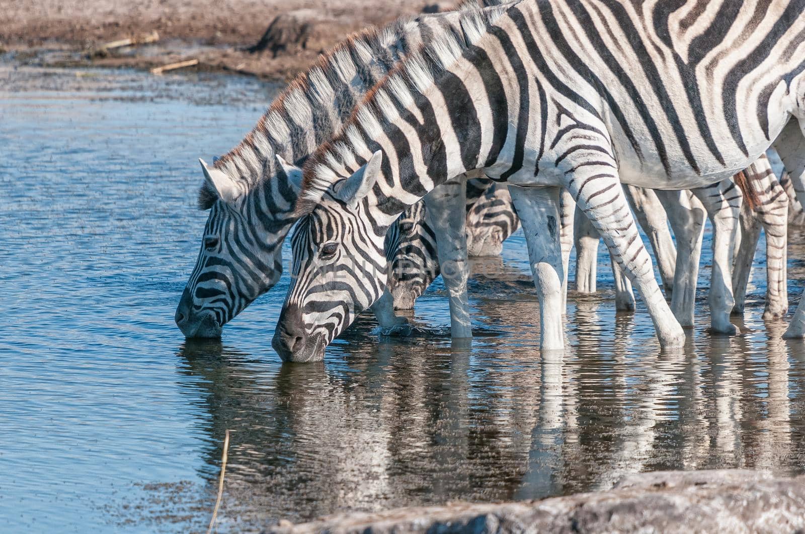 Burchells zebras drinking in a waterhole in northern Namibia
