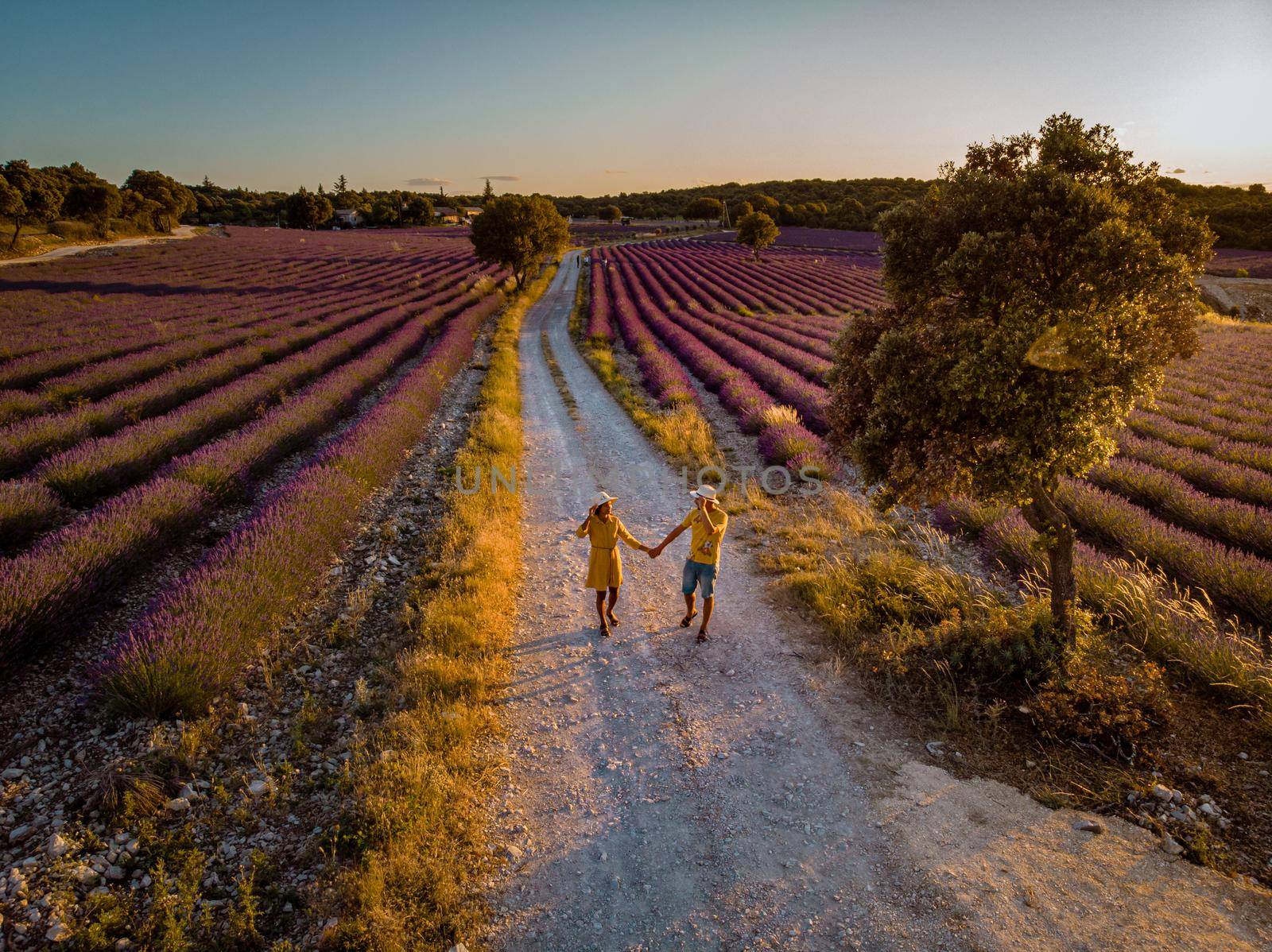 Lavender fields in Ardeche in southeast France. Drone aerial view