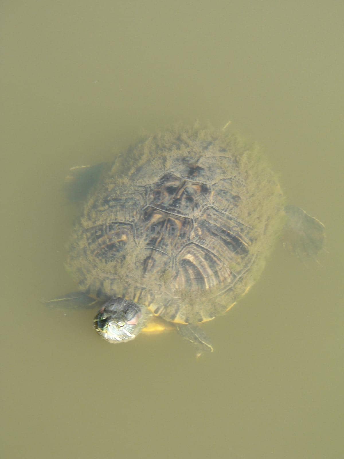 Scenes from Chisholm Creek Park in Wichita, Kansas