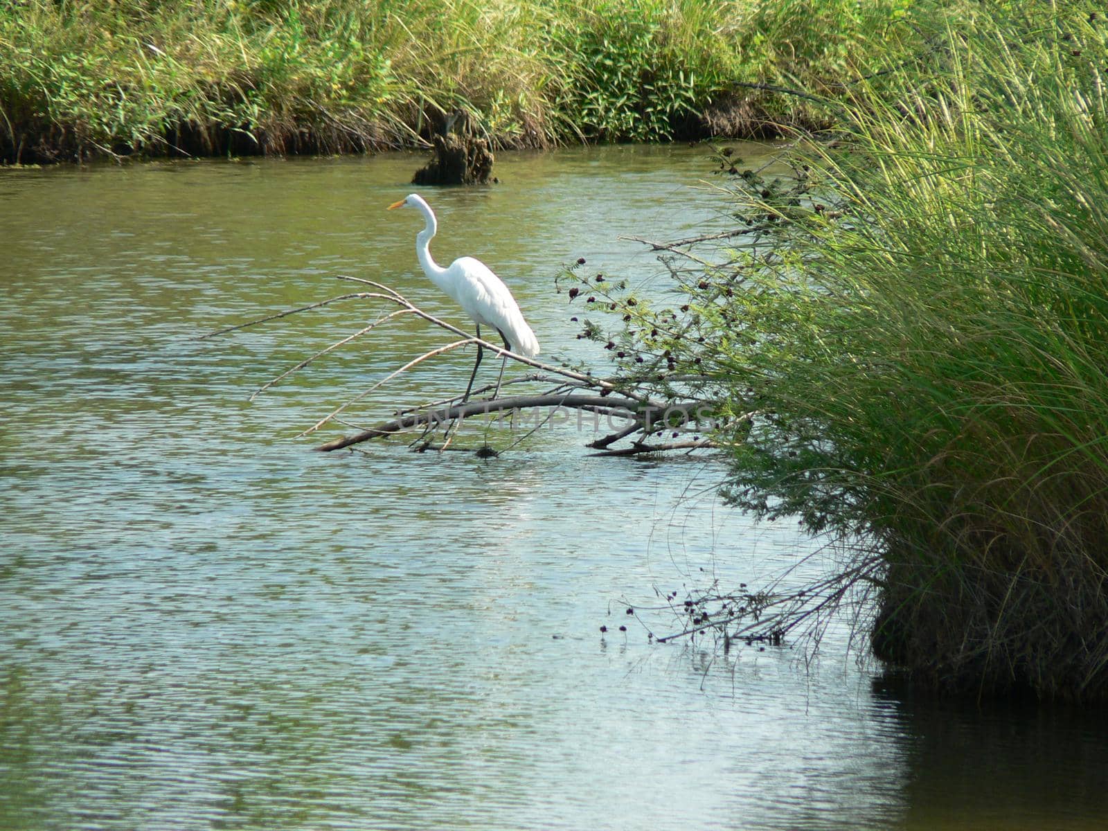 Scenes from Chisholm Creek Park in Wichita, Kansas