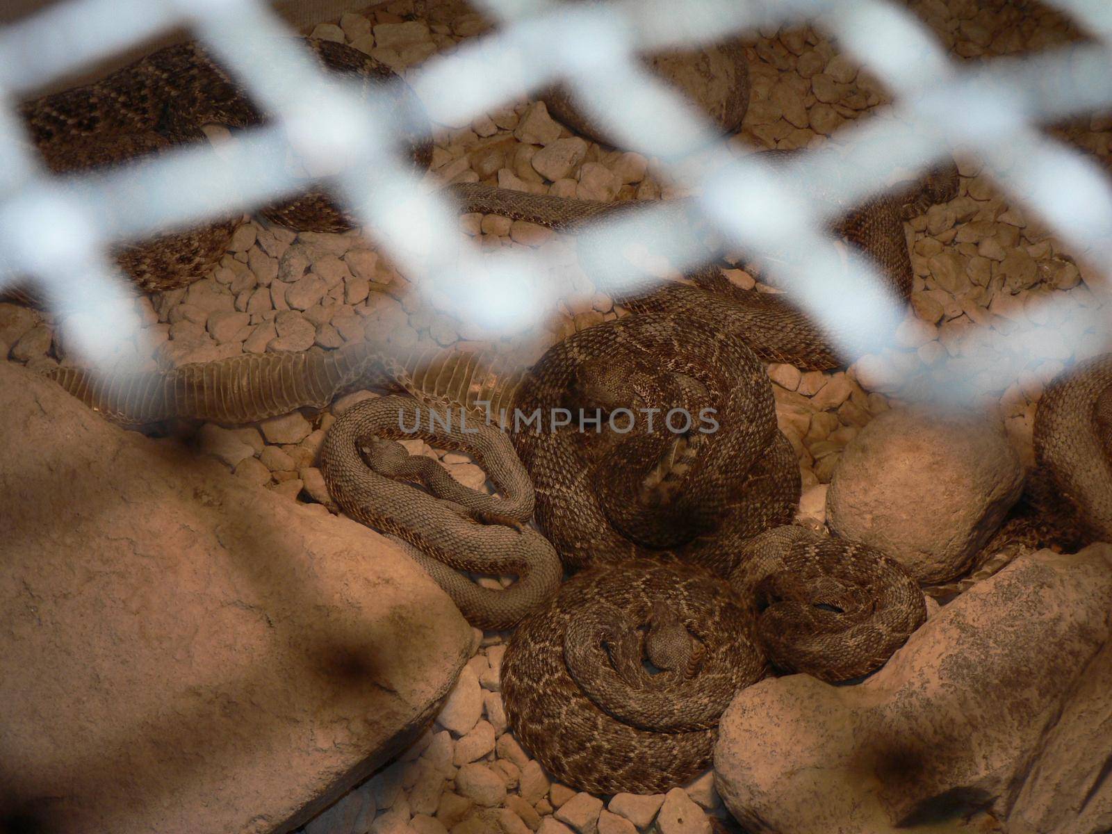 A display of rattlesnakes in a large box