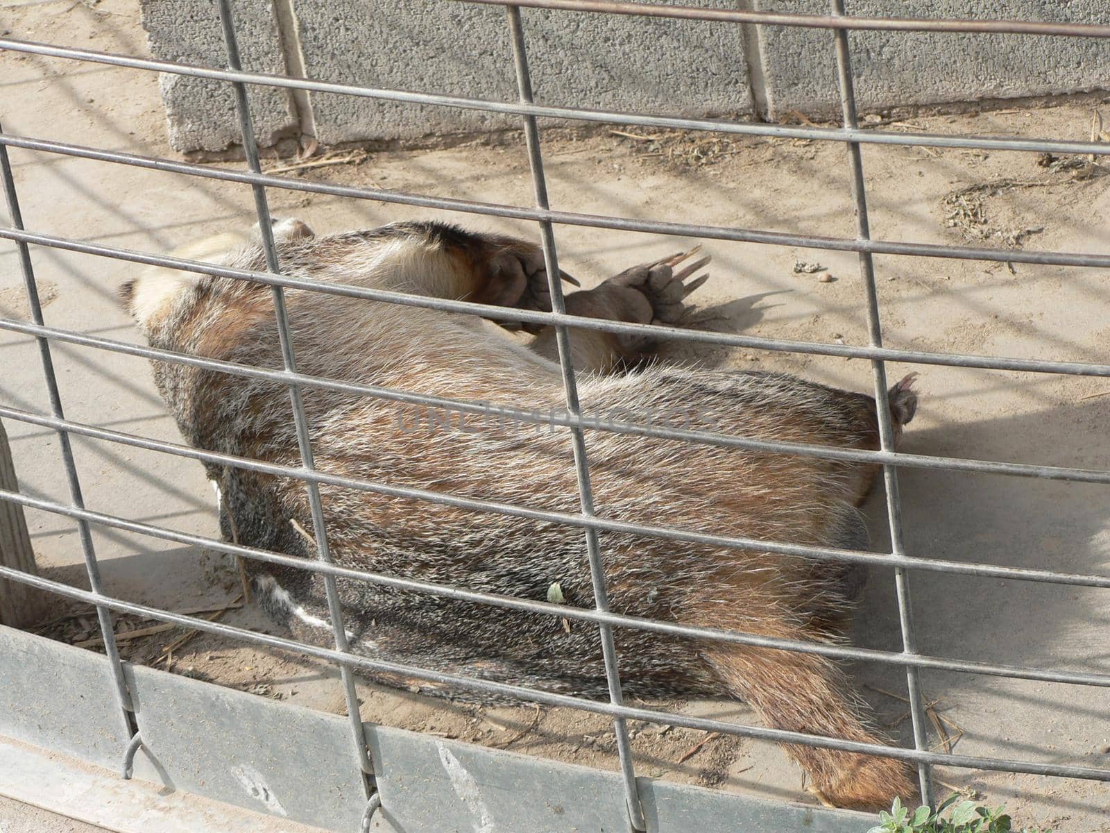 Badgers in a cage