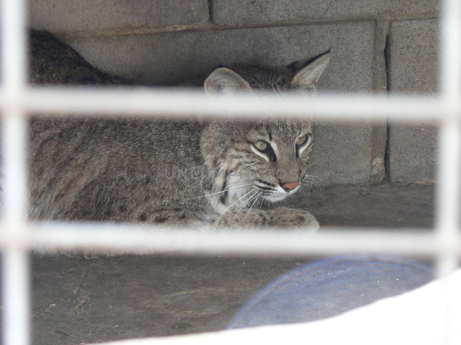 A bobcat on display