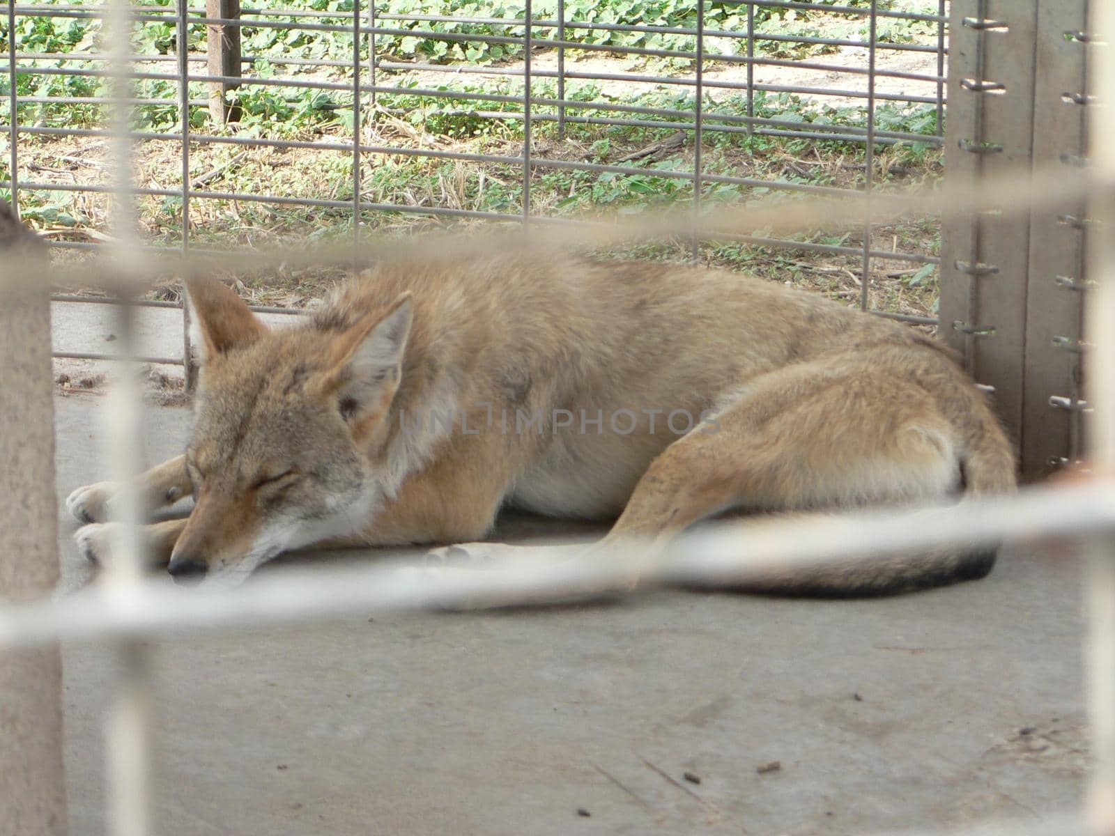 Foxes in an animal display in a cage