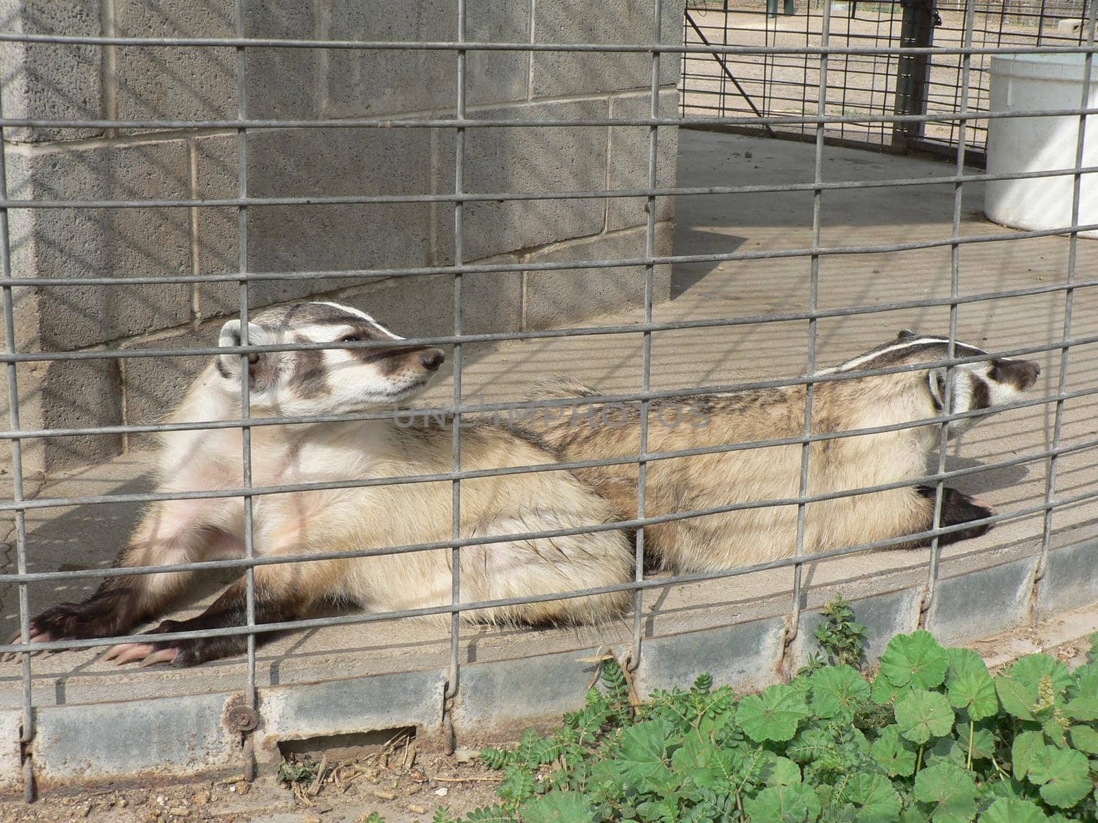 Badgers in a cage