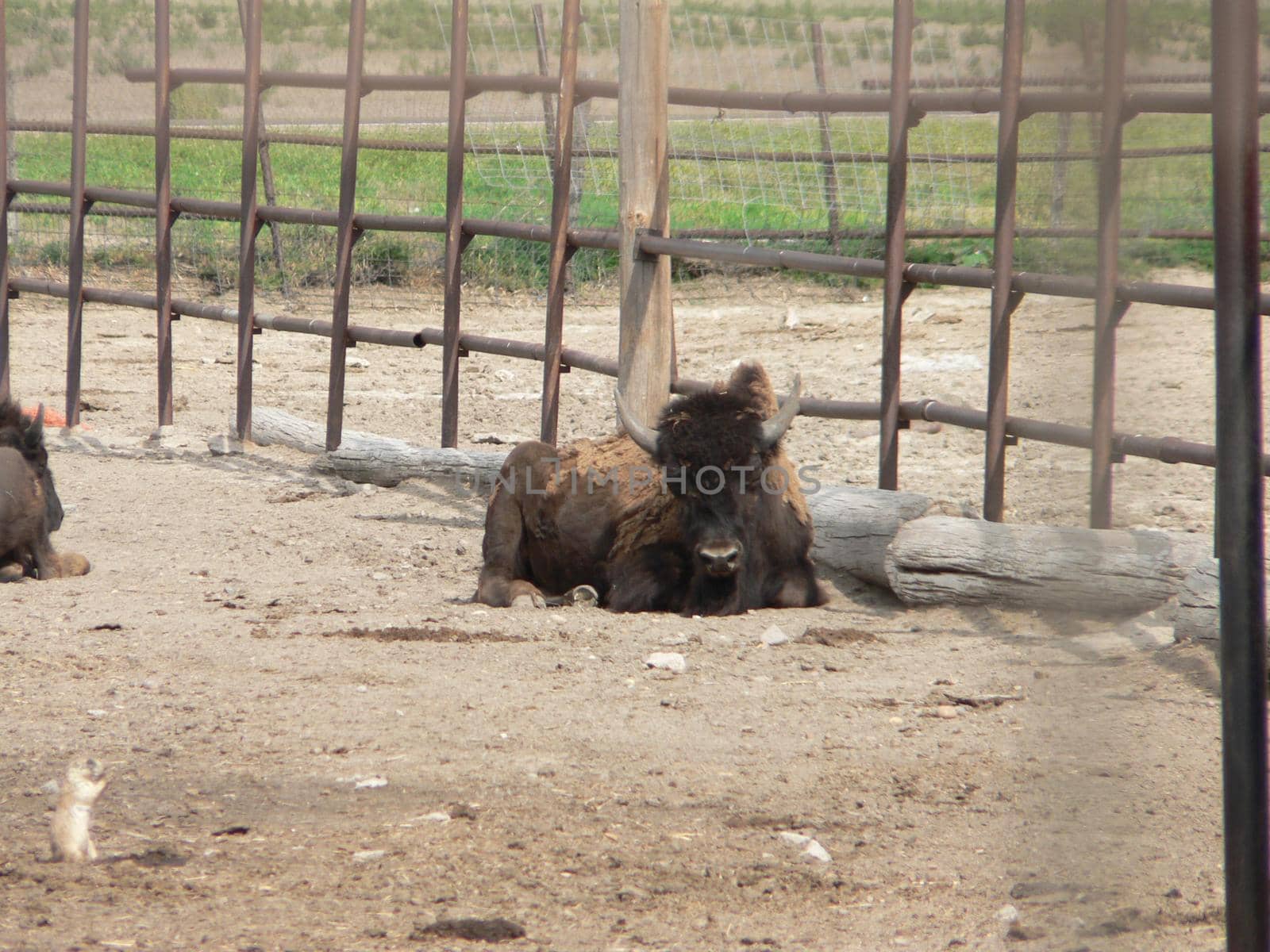 Bison on display in an enclosure