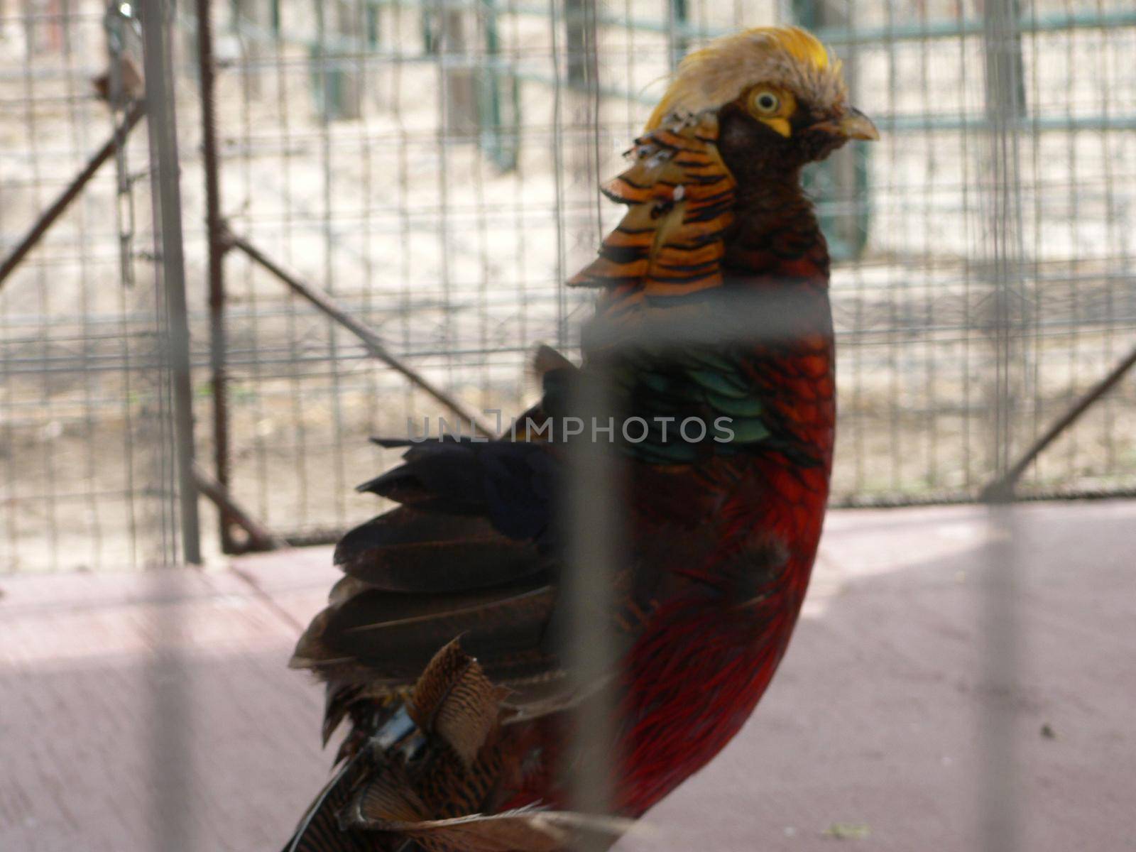 Various farm animals on display in cages or enclosure