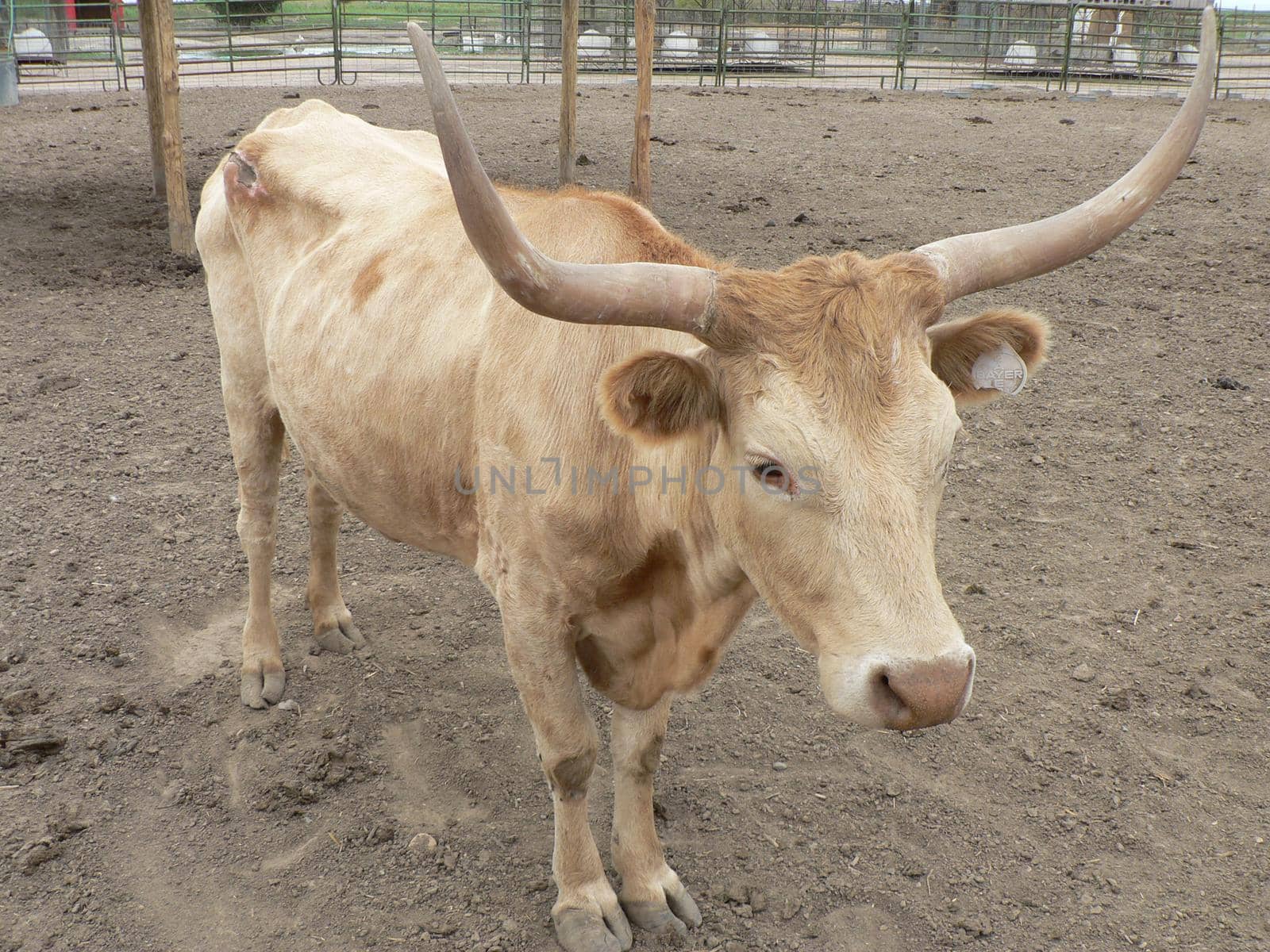 A longhorn bull