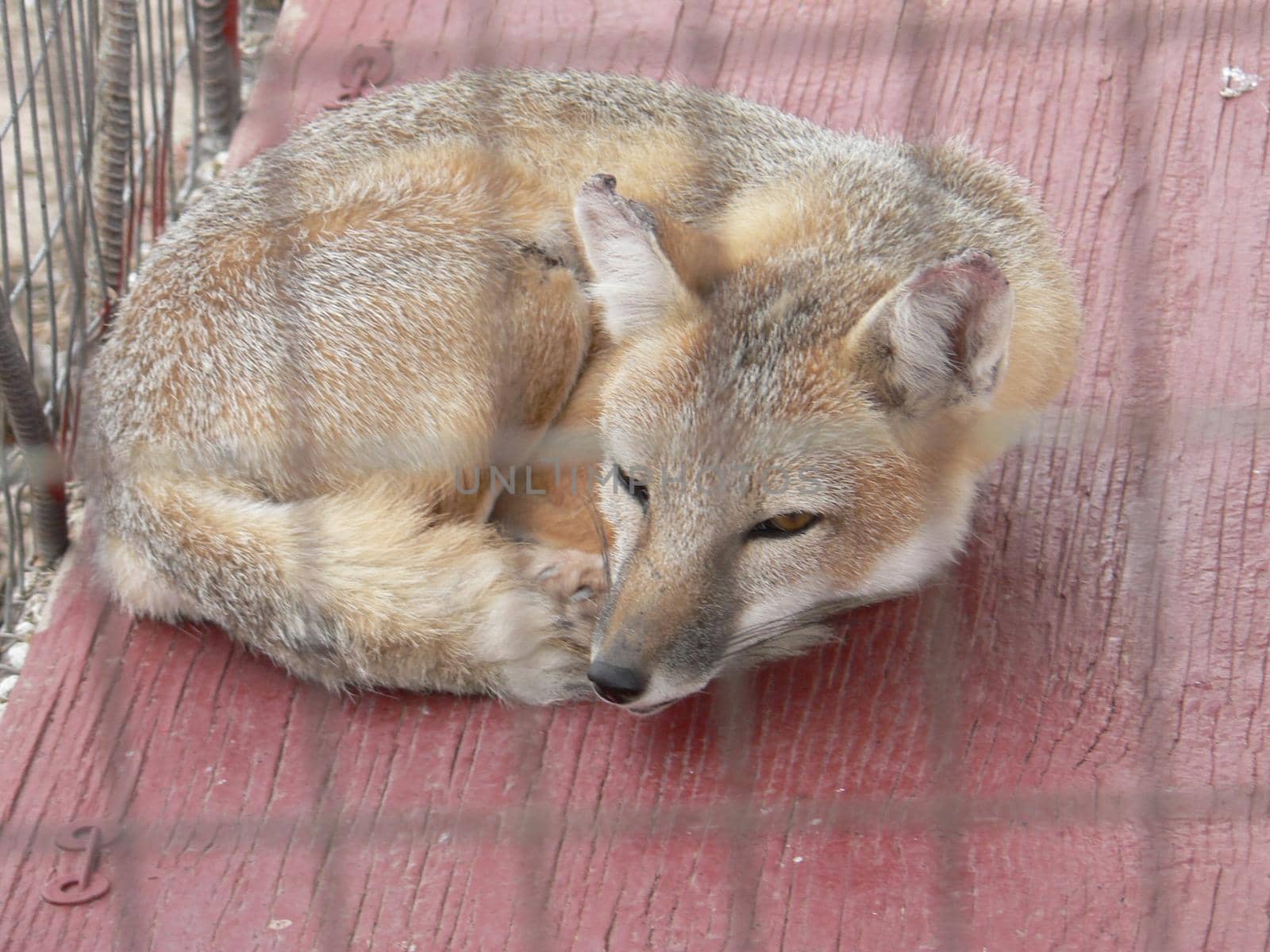 Foxes in an animal display in a cage