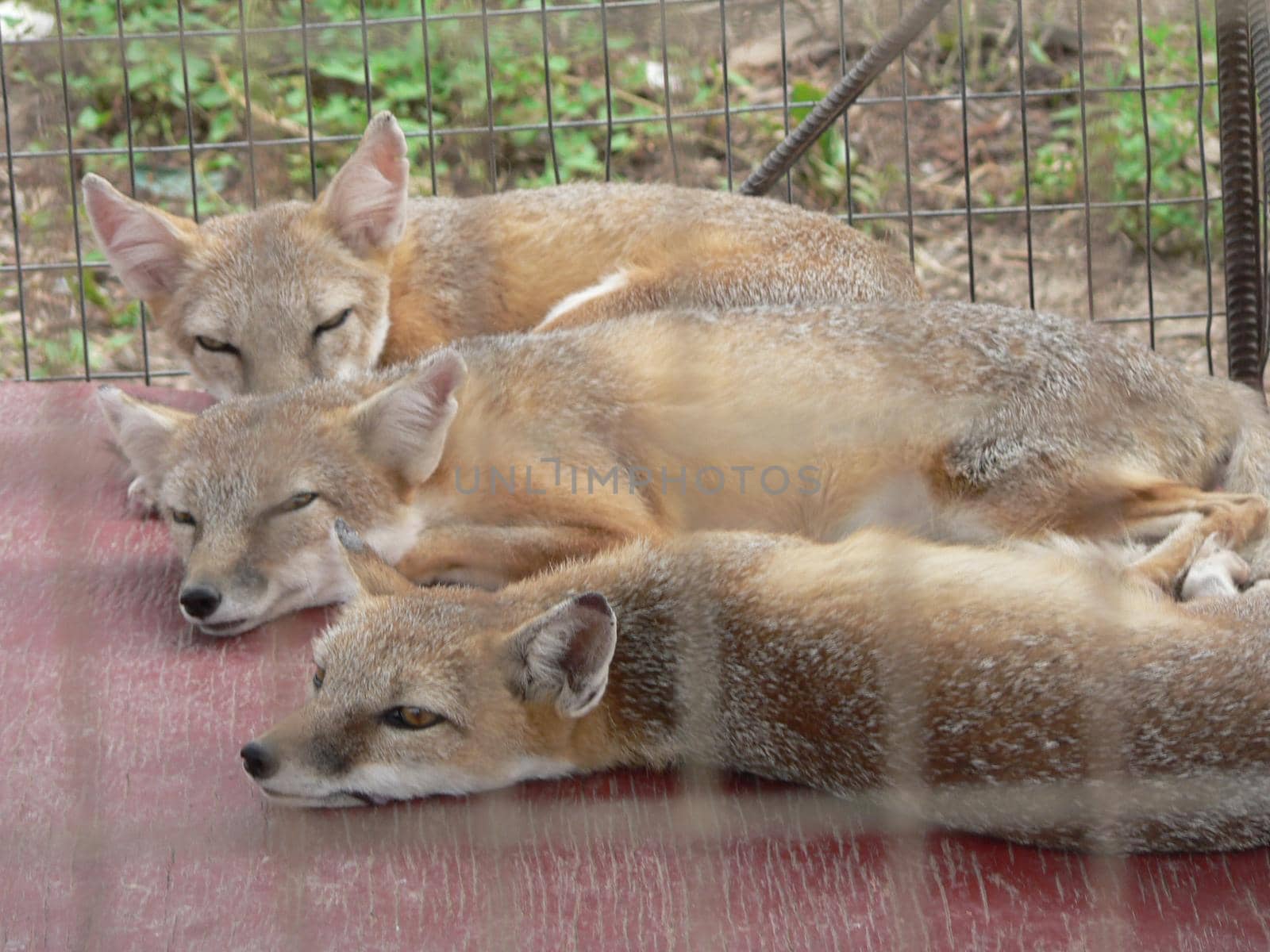 Foxes in an animal display in a cage