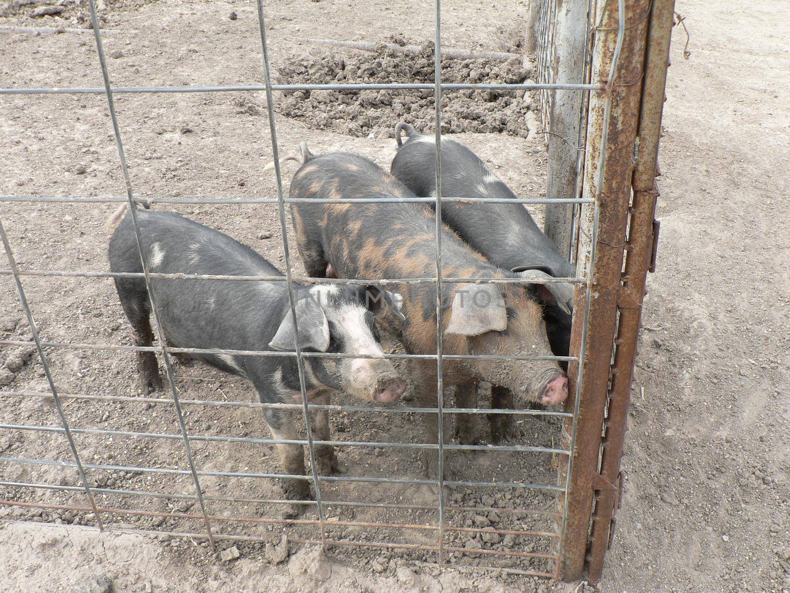 Various farm animals on display in cages or enclosure
