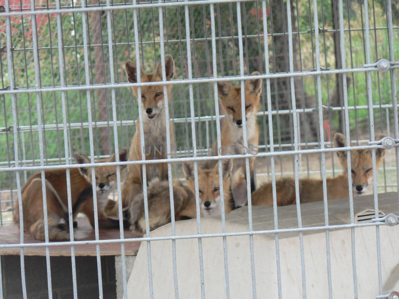 Foxes in an animal display in a cage