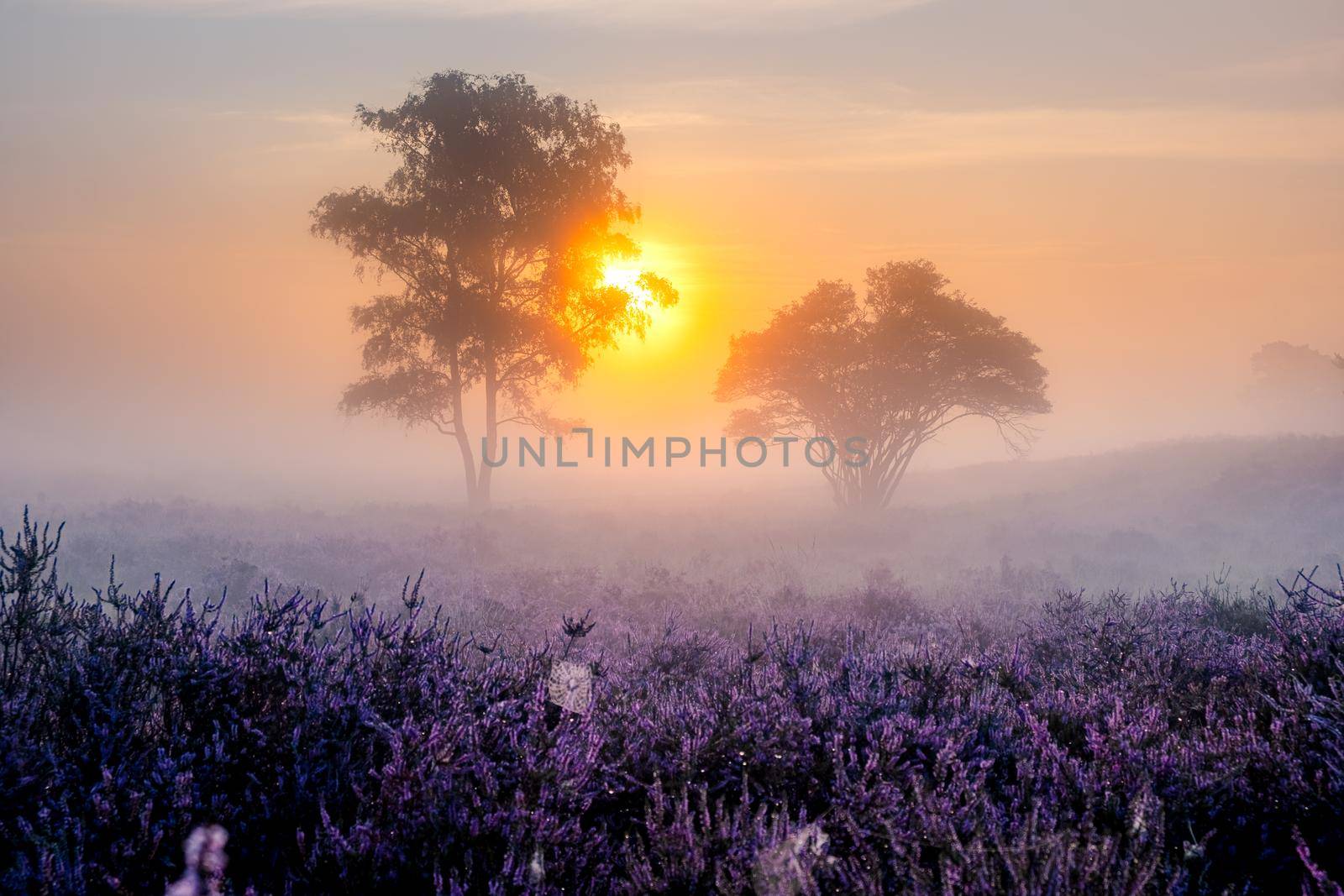 Blooming Heather fields, purple pink heather in bloom, blooming heater on the Veluwe Zuiderheide park , Netherlands. Holland