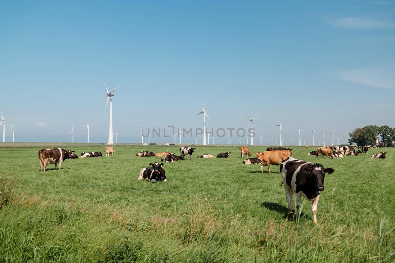 Dutch Brown and White cows mixed with black and white cows in the green meadow grassland, Urk Netherlands by fokkebok