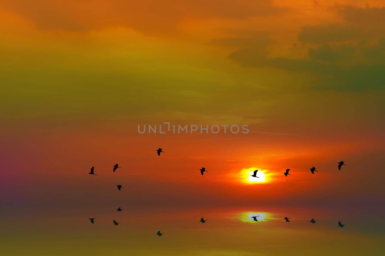 sunset reflection on sea and silhouette birds flying to home over sea surface