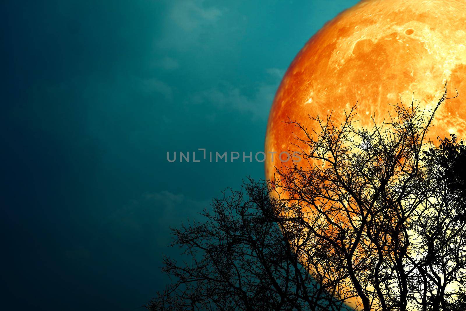 Super buck blood moon and silhouette tree in the night sky, Elements of this image furnished by NASA