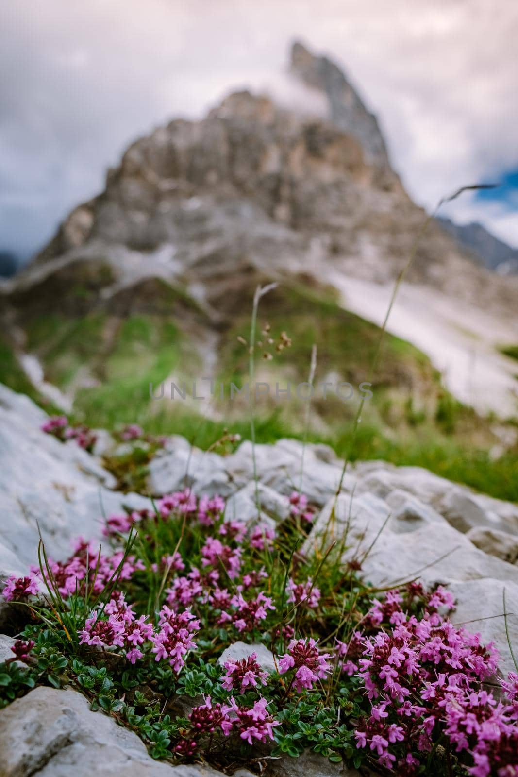 Pale di San Martino from Baita Segantini - Passo Rolle italy,Couple visit the italian Alps, View of Cimon della Pala, the best-know peak of the Pale di San Martino Group in the Dolomites, northern Italy by fokkebok