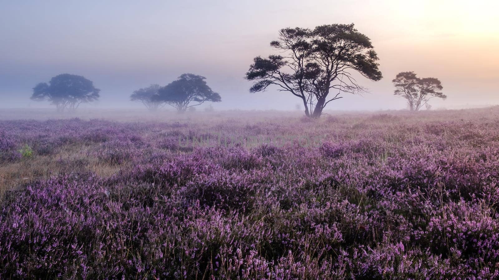 Blooming heather in the Netherlands,Sunny foggy Sunrise over the pink purple hills at Westerheid park Netherlands, blooming Heather fields in the Netherlands during Sunrise  by fokkebok