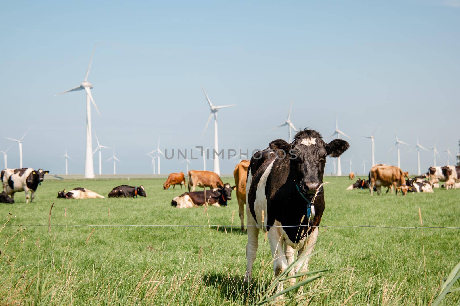 Dutch Brown and White cows mixed with black and white cows in the green meadow grassland, Urk Netherlands by fokkebok