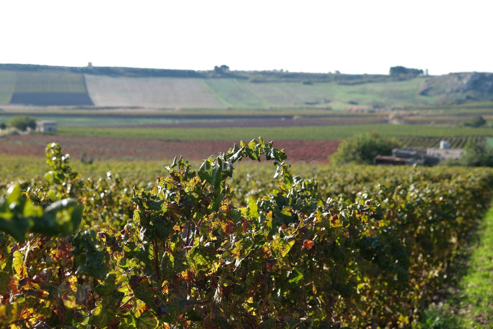 vineyards wine fields during autumn in Sicily Ital by fokkebok