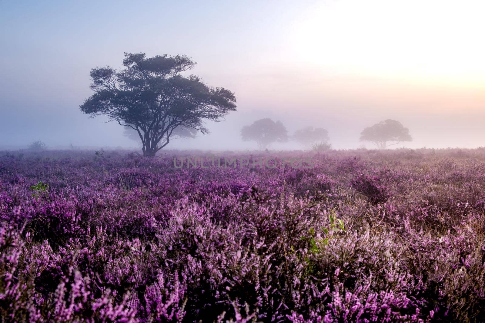 Blooming heather in the Netherlands,Sunny foggy Sunrise over the pink purple hills at Westerheid park Netherlands, blooming Heather fields in the Netherlands during Sunrise  by fokkebok