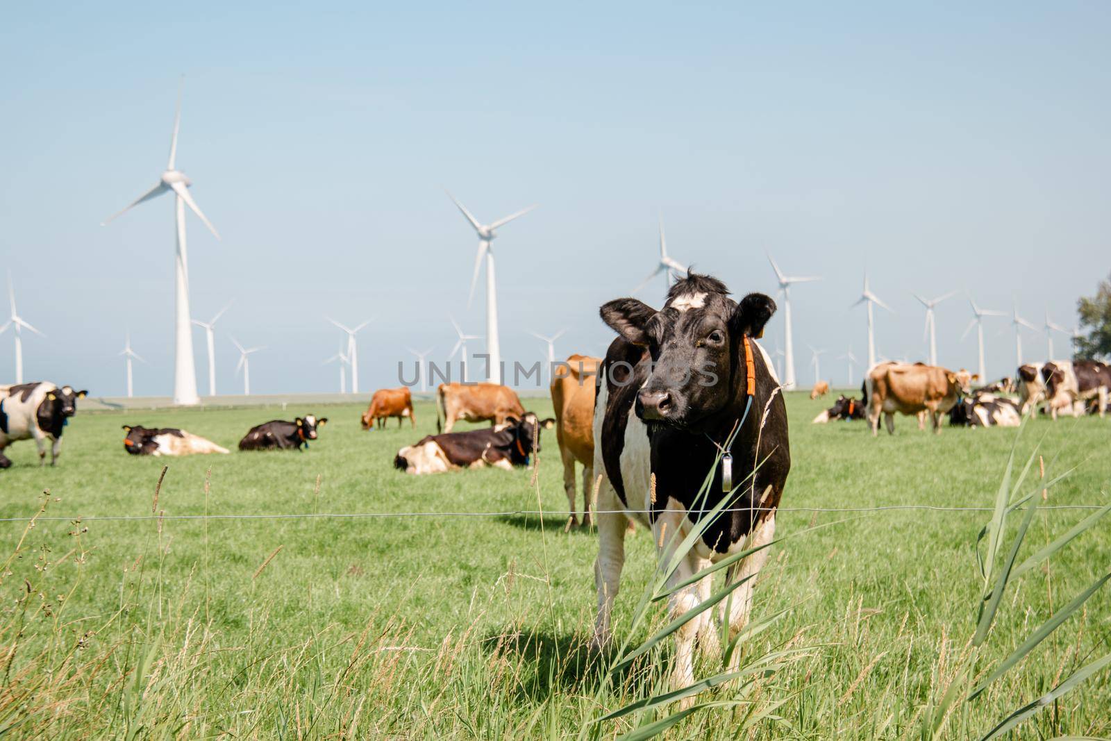 Dutch Brown and White cows mixed with black and white cows in the green meadow grassland, Urk Netherlands by fokkebok