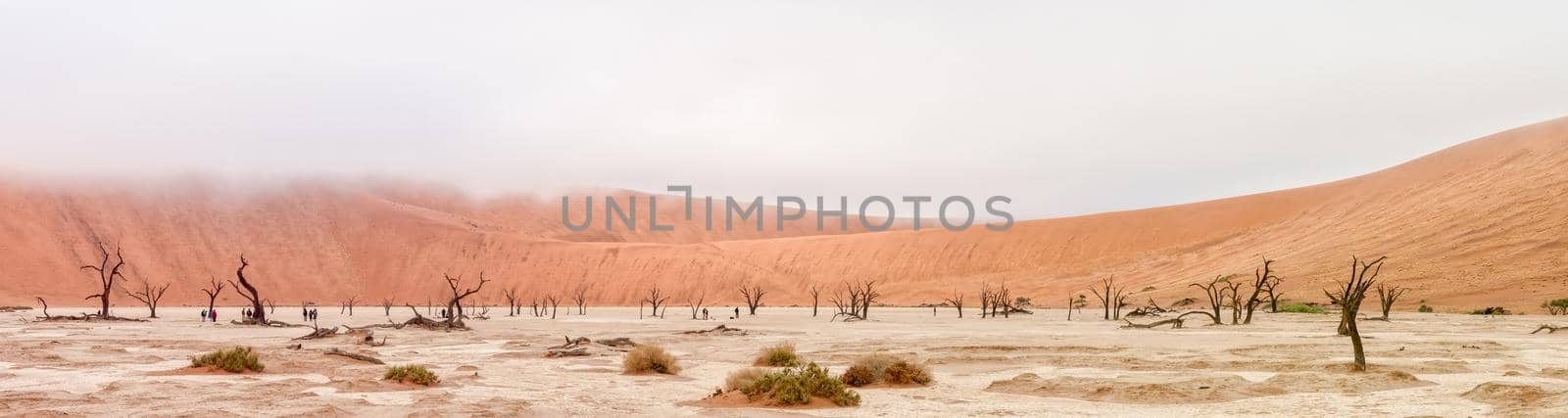 Panorama of Deadvlei near Sossusvlei in Namibia by dpreezg
