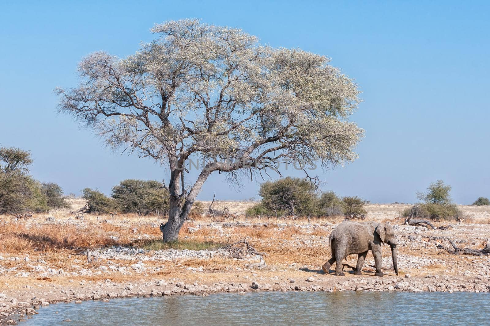 Elephant walking, a tree and a waterhole by dpreezg