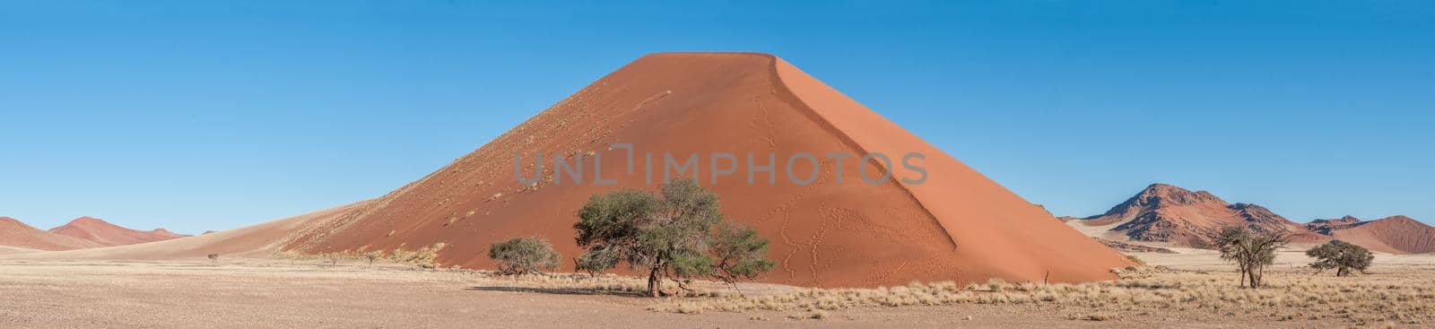 Panoramic dune landscape between Sesriem and Sossusvlei in Namibia. Trees are visible