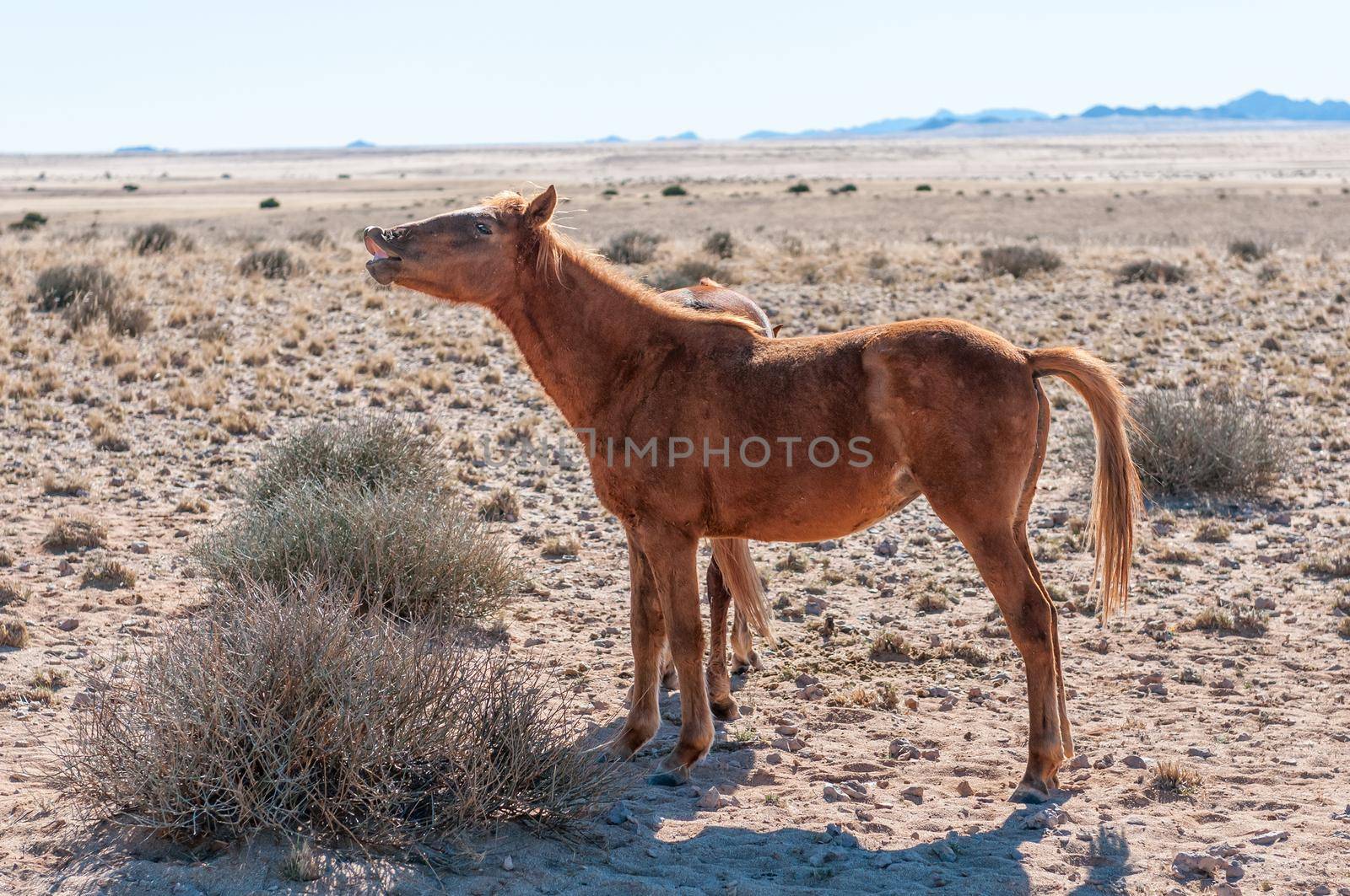 A wild horse of the Namib neighing. Photo taken at Garub