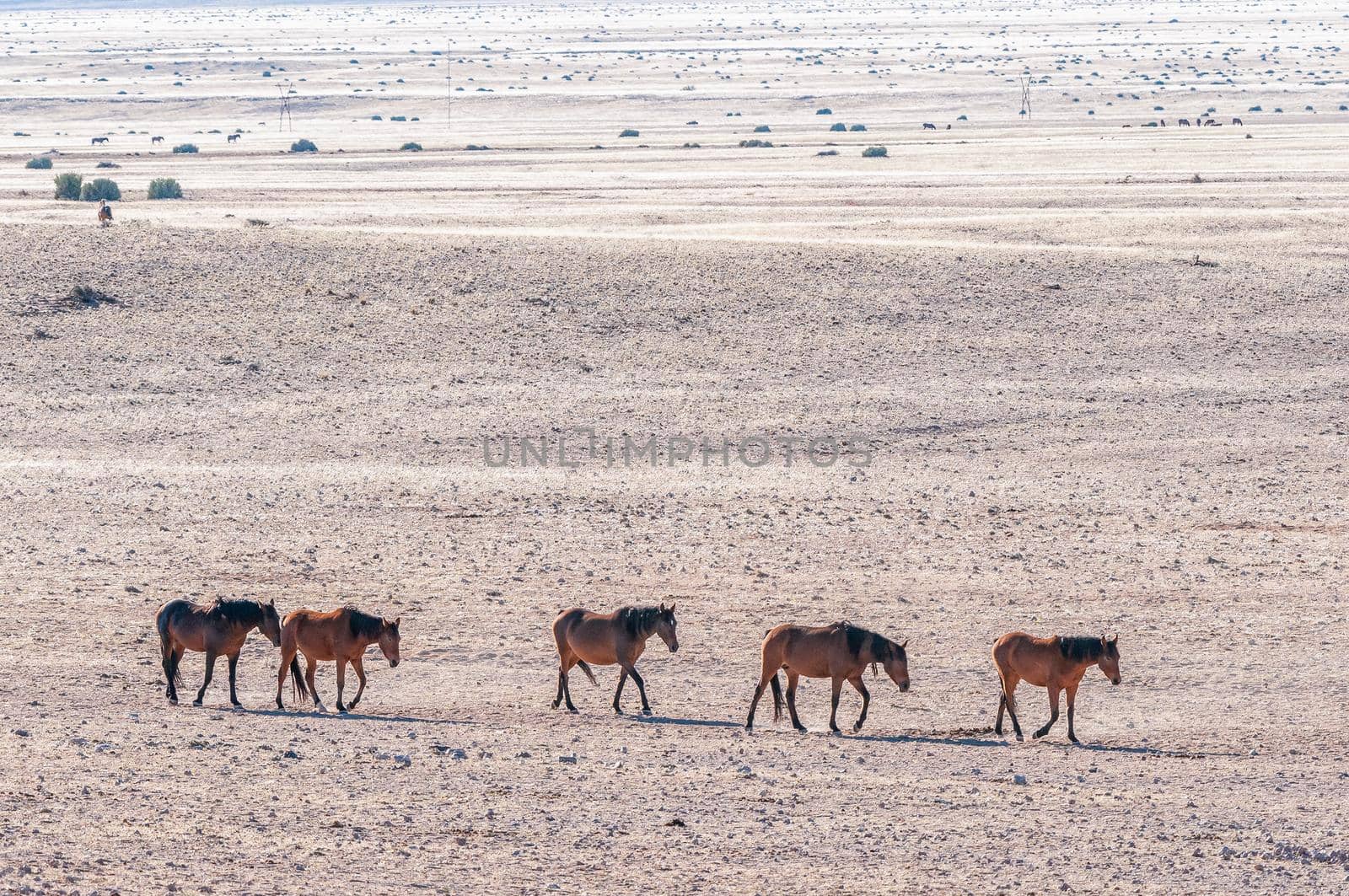 A view of wild horses of the Namib walking in a row at Garub near Aus