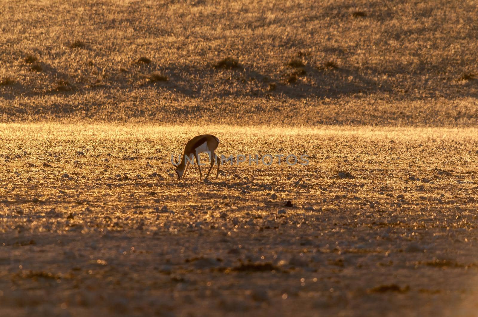 Springbok grazing at Garub near Aus in Namibia by dpreezg