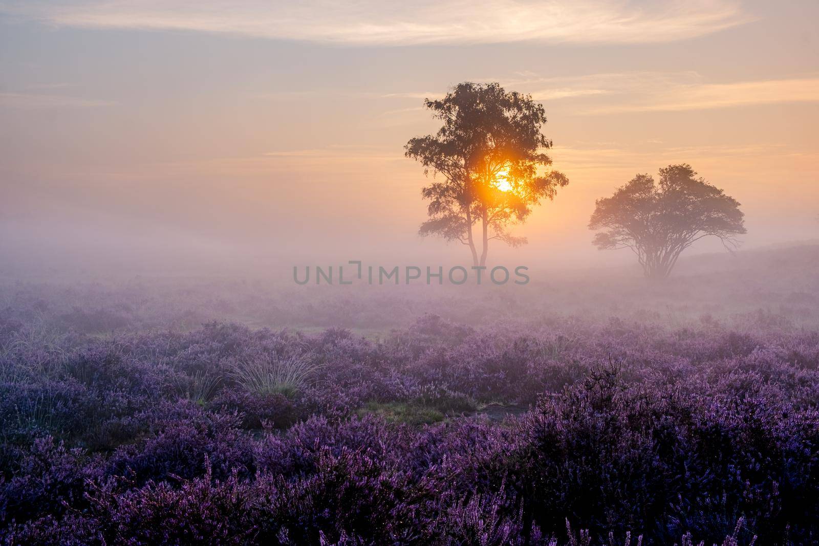 Blooming Heather fields, purple pink heather in bloom, blooming heater on the Veluwe Zuiderheide park , Netherlands. Holland