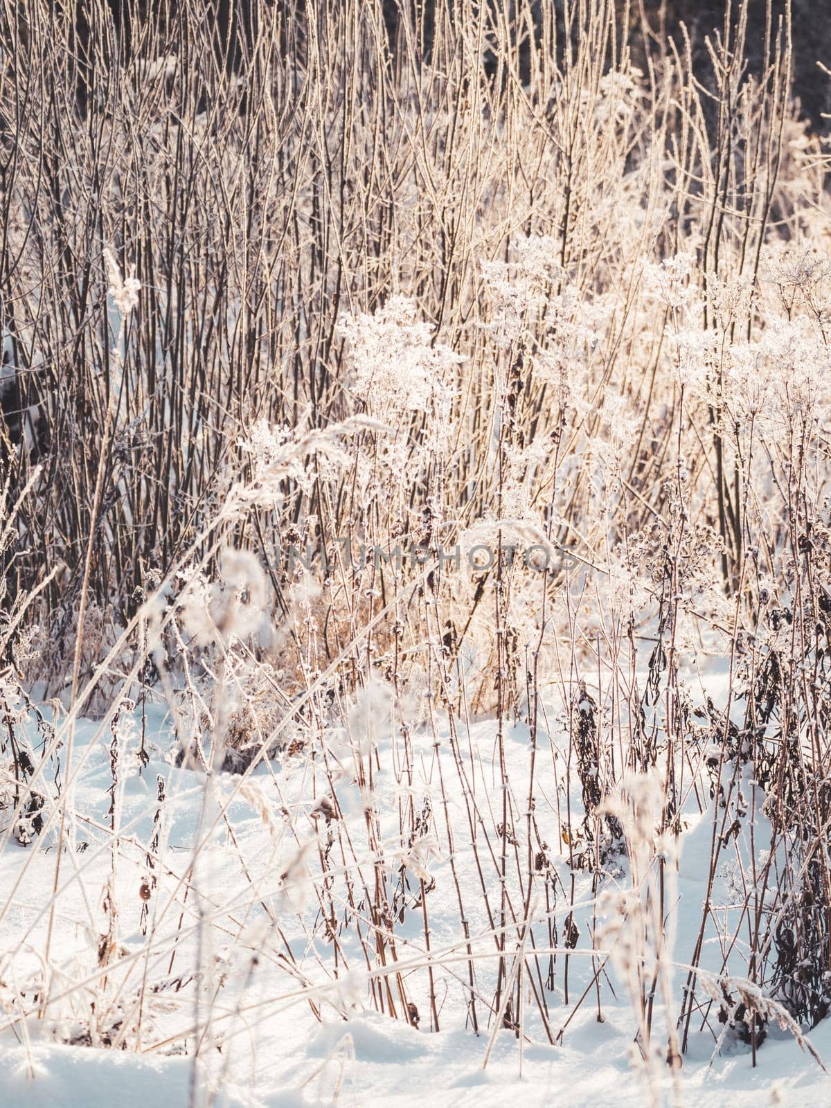 Dried grass under the snow. Snowfall in forest. Winter season. Natural background.