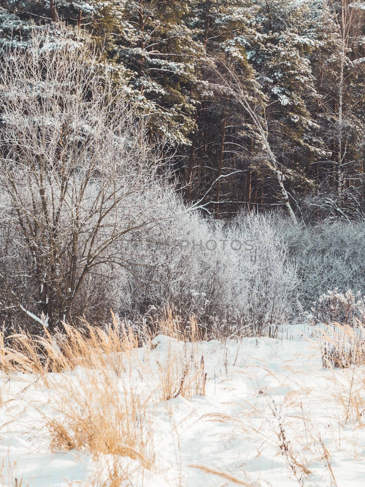 Winter in forest. Snowy weather in wood at sunny day. Pine trees after snowfall. Natural background.