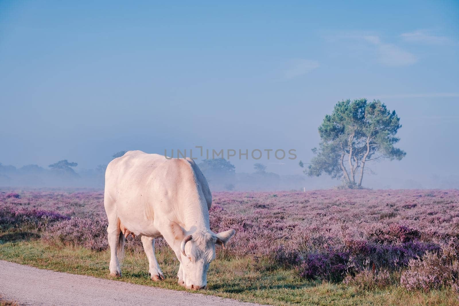 Blooming heather in the Netherlands,Sunny foggy Sunrise over the pink purple hills at Westerheid park Netherlands, blooming Heather fields in the Netherlands during Sunrise . Holland Europe